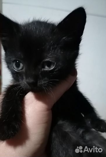 Котёнок в дар