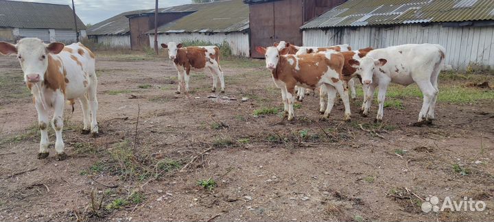 Телята бычки, телки(симментал)