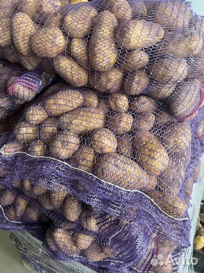 Картошка 15 тонн