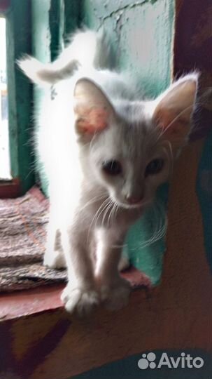 Котенок в добрые руки