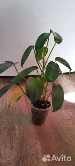 Филодендрон