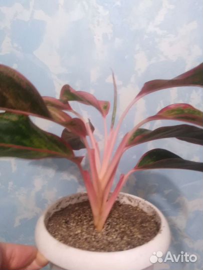 Аглаонема Крит