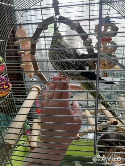 Попугай корелла с клеткой