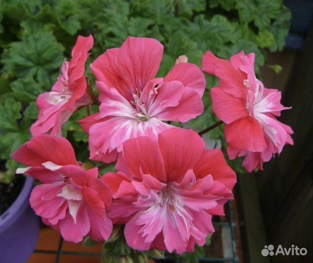 Пеларгония Lara Meisha