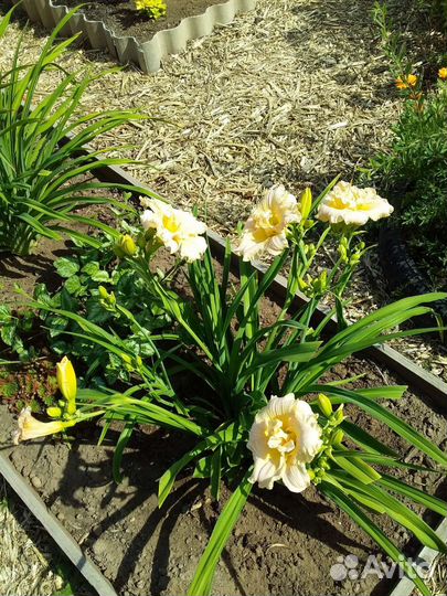 Лилейники сортовые махровые