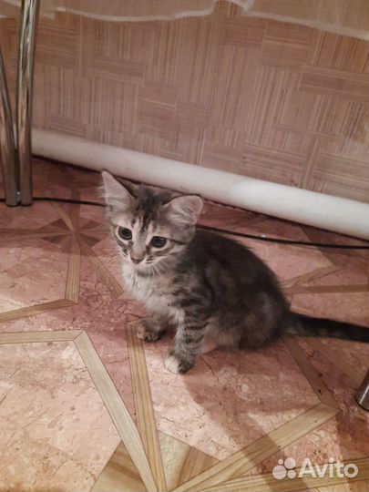 Котята в добрые руки даром бесплатно