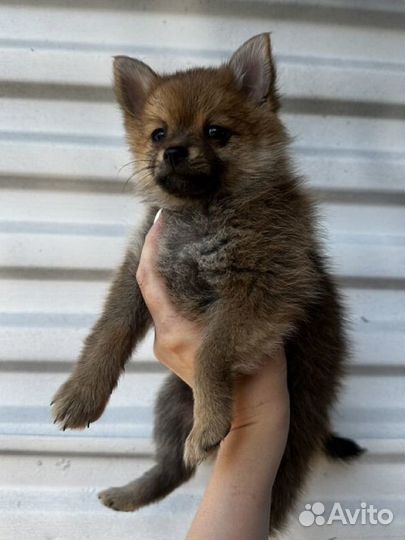 Щенки шпица