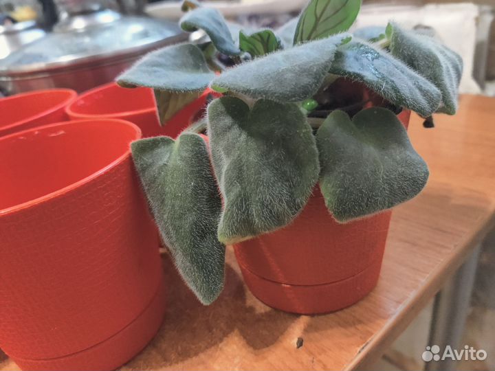 Фиалка голубая