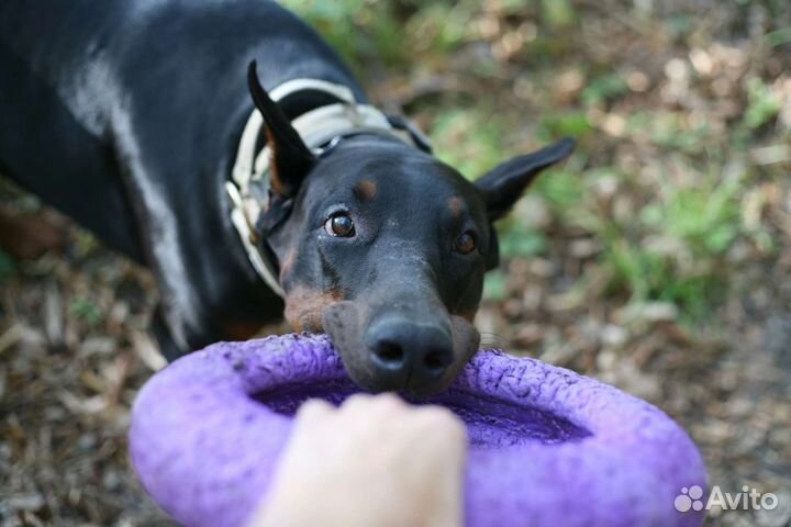 Выгул собак. Няня для собак и питомцев (зооняня)
