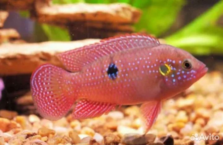 Хромис красавец