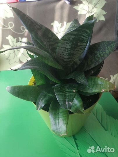 Сансевиерия