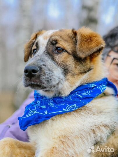 Миксу плохо в приюте