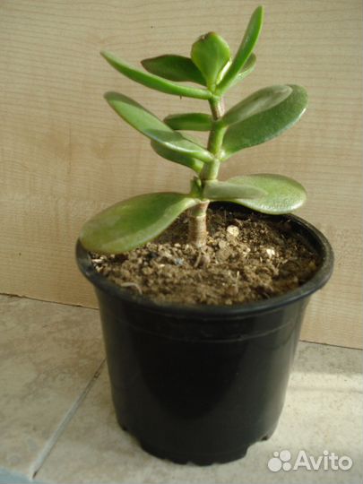 Денежное дерево.Толстянка.Крассула