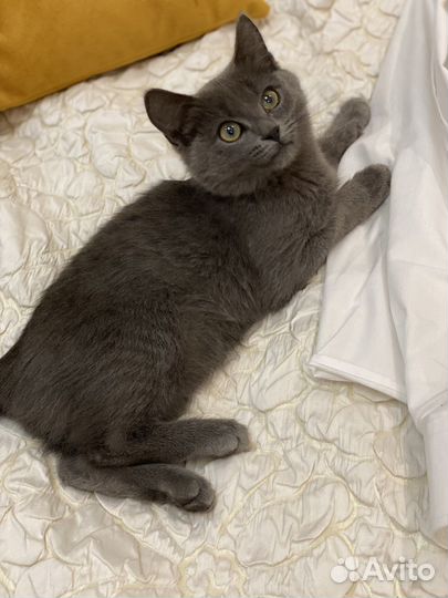Котенок мальчик серый