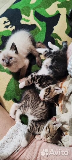 Котята только в добрые руки
