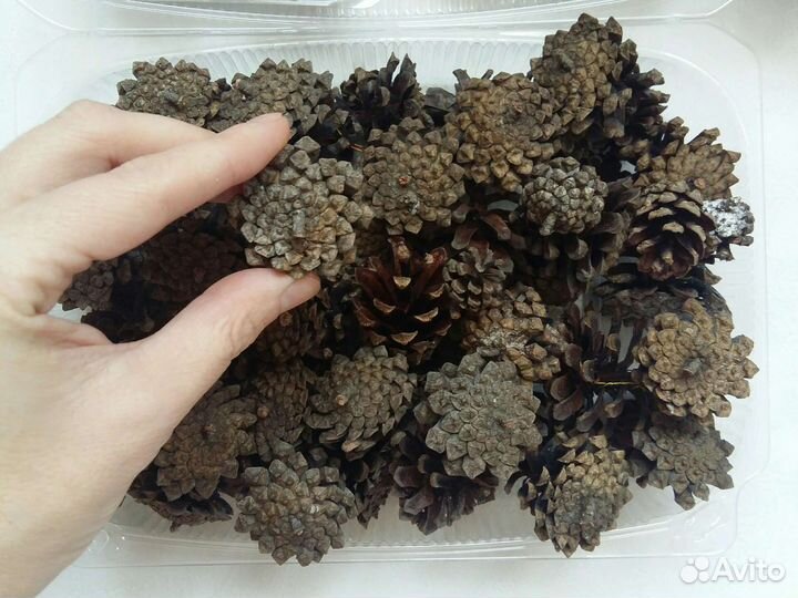 Шишки еловые сосновые жёлуди хлопок ракушки каштан