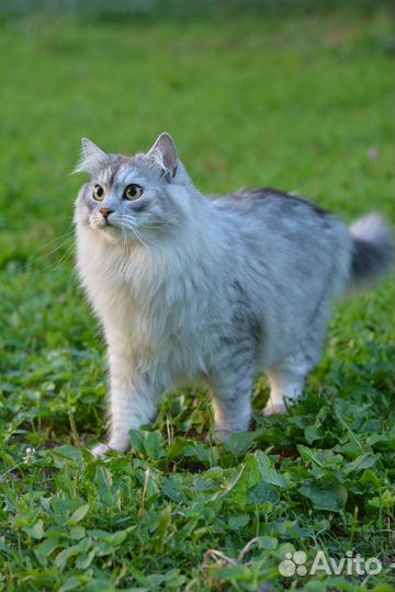 Объектив Nikon AF-S 50мм F/1.8 G от Nikkor