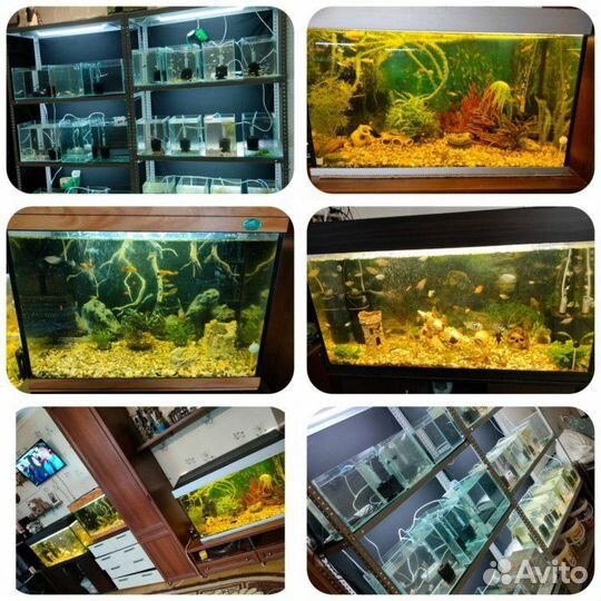 Аквариумные рыбки