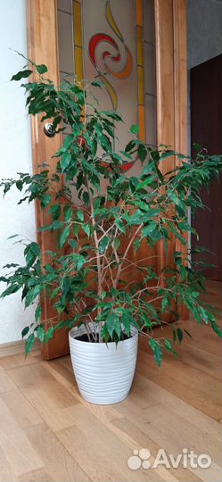 Комнатные растения