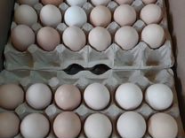 Инкубационное яйцо