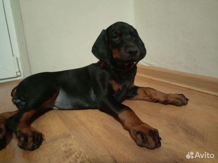 Щенки добермана