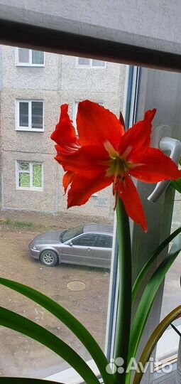 Гиппеаструм