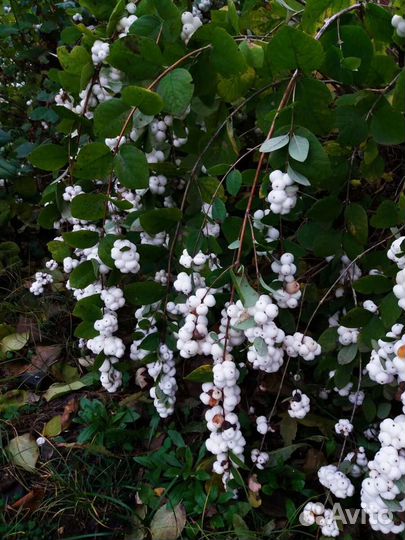 Снежный ягодник