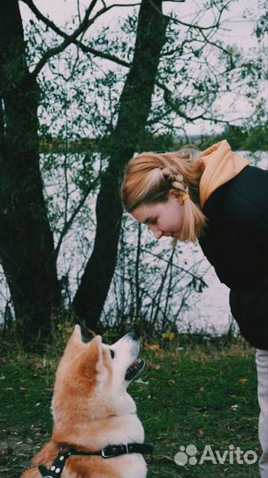 Дрессировка собак / Кинолог с выездом