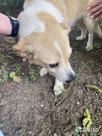 Маленькая собачка, Розетка