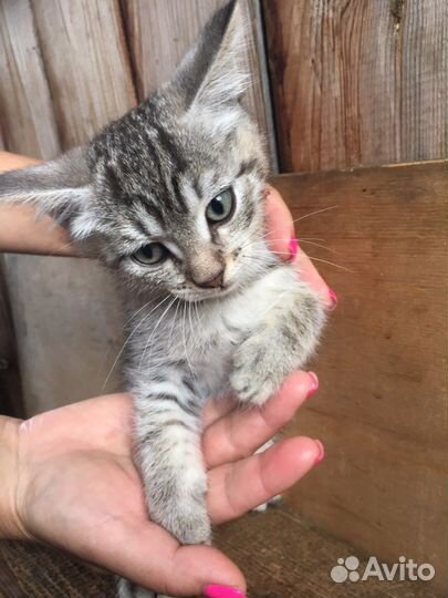 Кошка