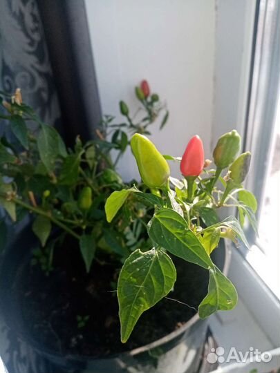 Рассада острого перца