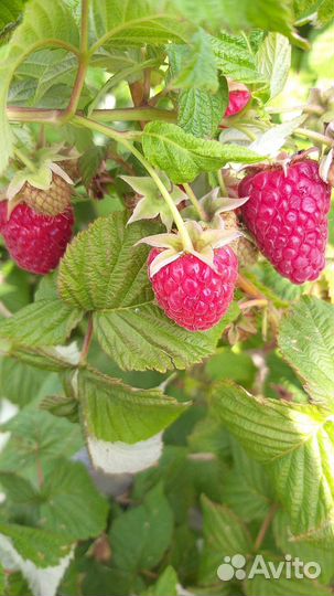 Саженцы малины