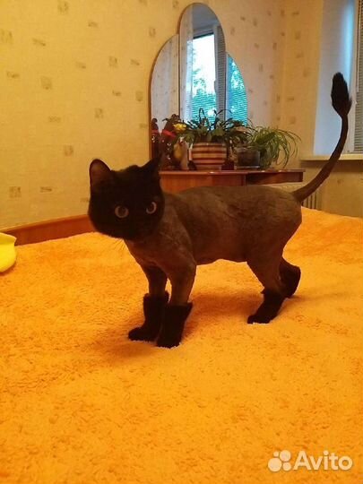 Стрижка кошек. Грумер