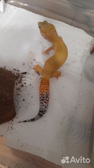 Эублефар самки