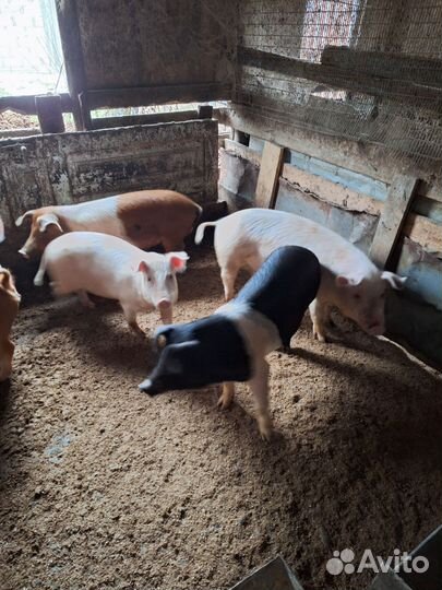 Поросята 5м свиноматка