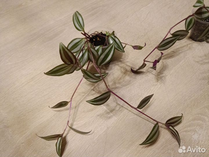 Традесканция зебрина