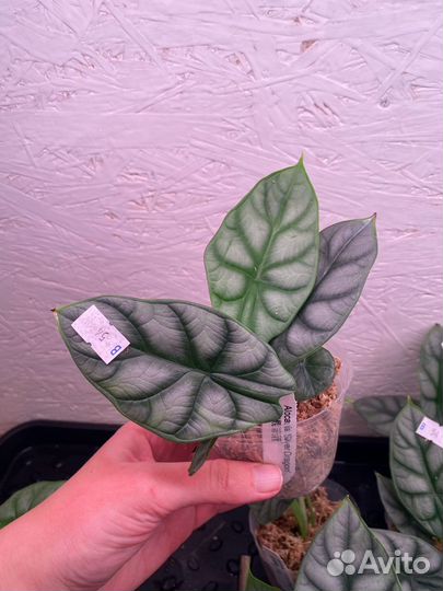 Alocasia 'Silver Dragon'
