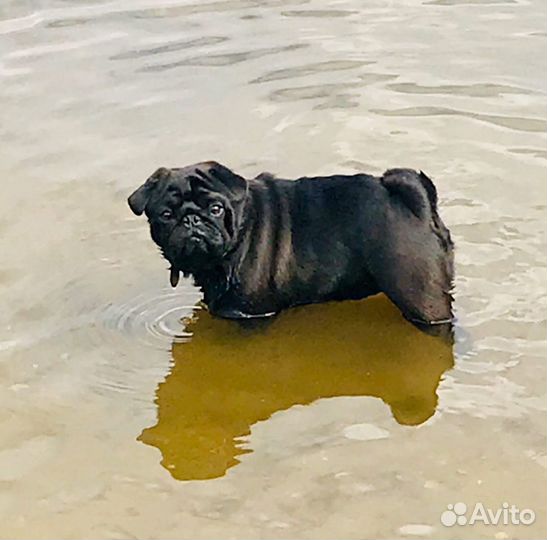 Вязка Мопса в Строгино