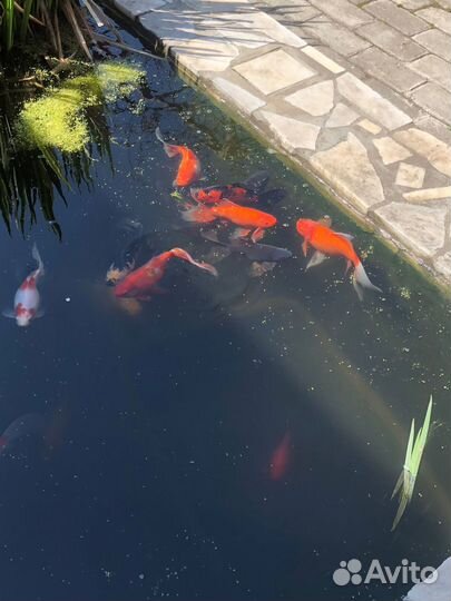 Рыбка комета