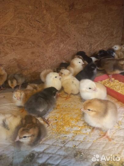 Инкубационное яйцо