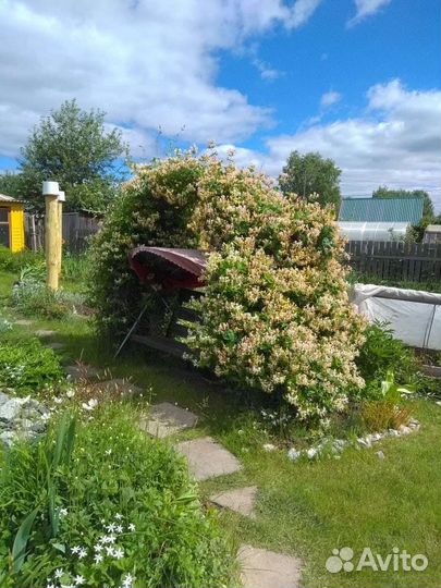 Садовые цветы