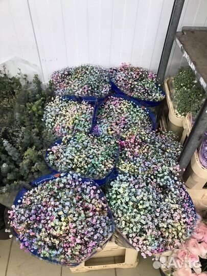 Розы эквадор, букет 51 роза, 101роза пионы