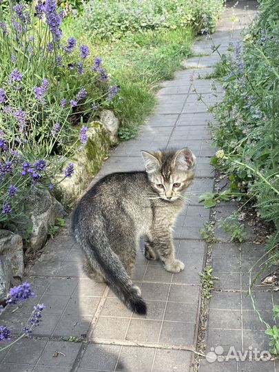 Отдам котеночка в добрые руки