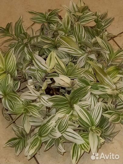 Традесканция белая