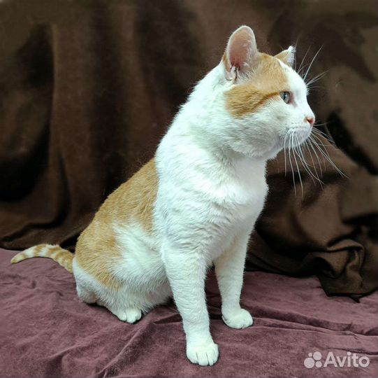 Кот в добрые руки