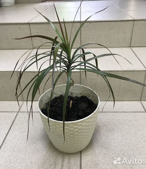 Пальма драцена