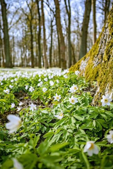 1-к. квартира, 37,1 м², 6/6 эт.