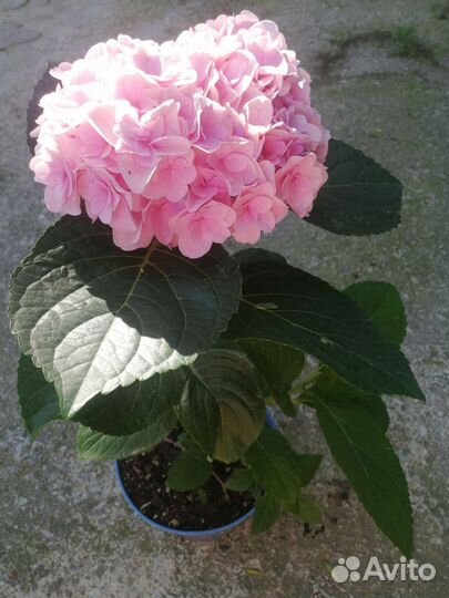 Флорентина