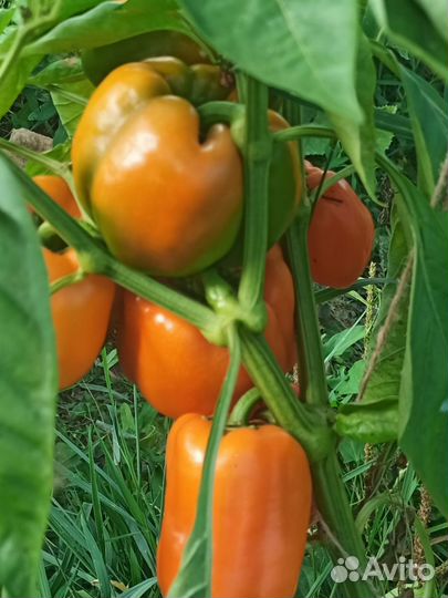 Семена сладкого перца