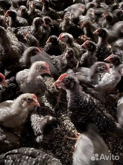 Цыплята чешский Доминант